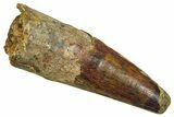 Fossil Spinosaurus Tooth - Feeding Worn Tooth #370738-1